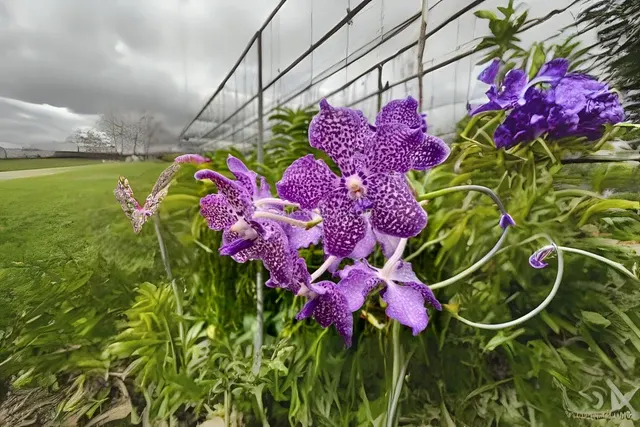 Vanda Gordon Dillon x Fuchs Delight (Vanda)