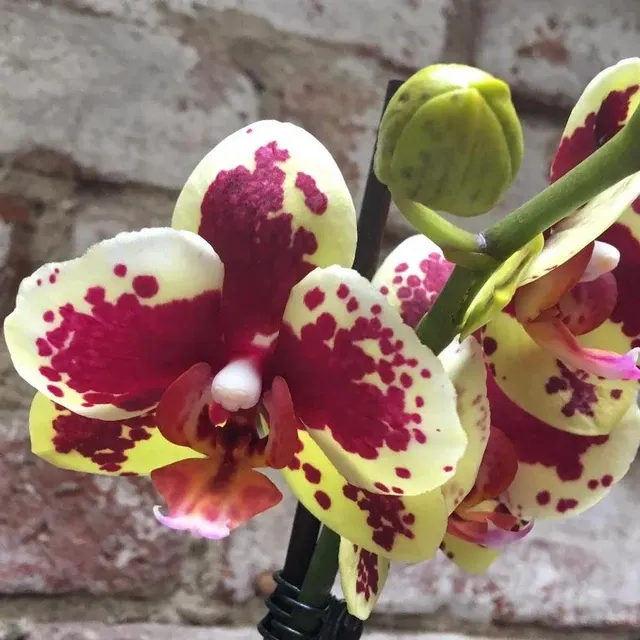 Phalaenopsis Starfish