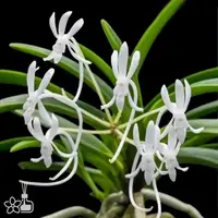 [Bare-root] #VA# Neofinetia (V.) falcata Furan 普通風蘭 [2.5" BS][Oct in stock 26]