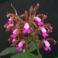 Cattleya leopoldii 'Orchidglade' AM/AOS x Cattleya leopoldii 'Mendenhall' AM/AOS