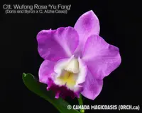 Ctt. Wufong Rose 'Yu Fong' (Doris and Byron x C. Aloha Case) (MCL243) (Hybrid) Ctt.=Cattlianthe