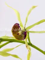 Prosthechea cochleata — Blooming Size