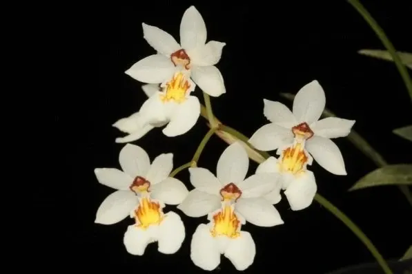 Chelonistele maximae-reginae