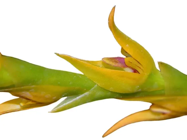 Pleurothallis tricarinata (Pleurothallis)