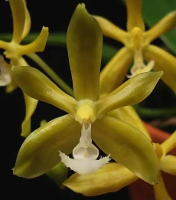 Phalaenopsis mannii f. flava