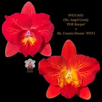 Cattleya Orchid Hybrid SVO11601 (Slc. Angel Candy 'POE Keeper' x Slc. Cosmic Dream 'SVO')