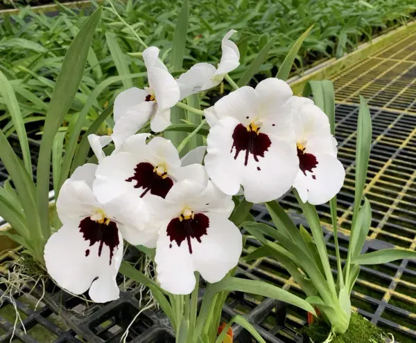 Miltoniopsis Lila Fearneyhough 'Rorschach' (Miltoniopsis)