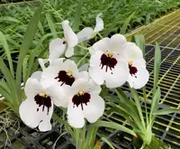 On Sale, Previously bloomed, Milt. Lila Fearneyhough 'Rorschach', Just Rpotted Shipping Included