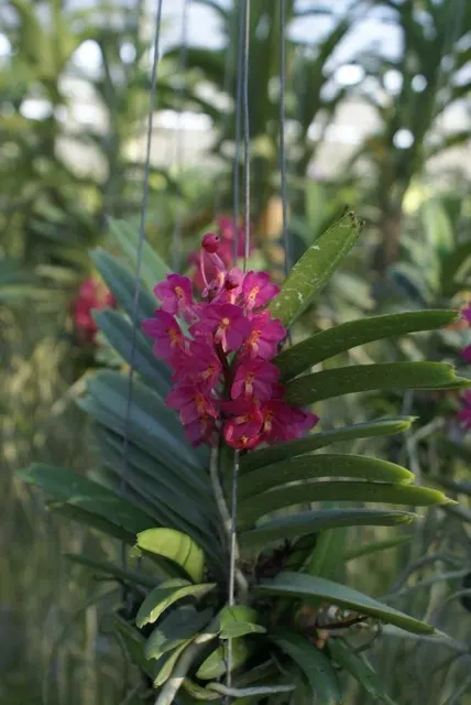 Ascocentrum ampullaceum 'Big Plant' (Ascocentrum)