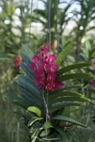 Ascocentrum ampullaceum "Big Plant" — 12 cm / No