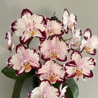 [Bare-root][New] #PA# Phal. Ever Spring Prince [2.4" BS][Sept in stock 26]