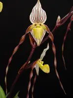 Paphiopedilum philippinense