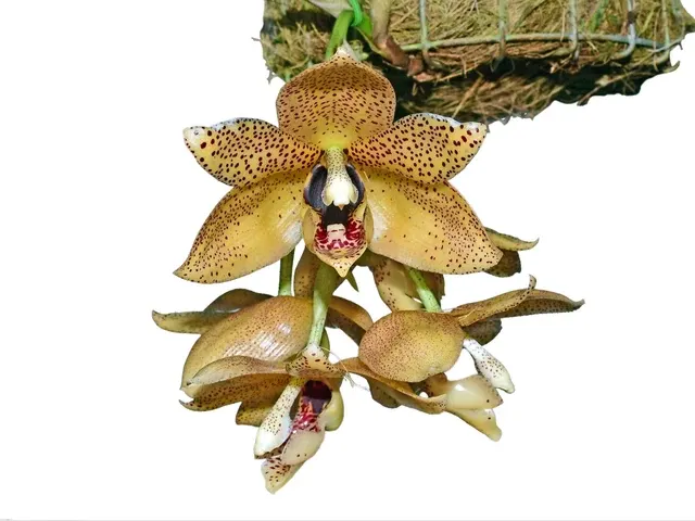Aciopea Ecuagenera 'Passion'