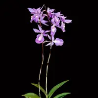 Barkeria scandens