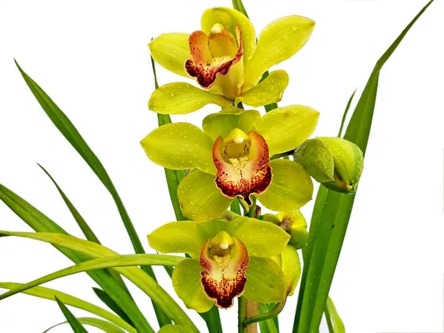Cymbidium Verde 2b-22 (Cymbidium)