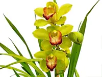 Cymbidium Verde 2b-22