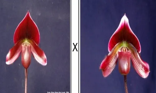 Paphiopedilum Hungsheng Ruby Apple