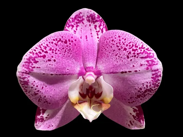Phalaenopsis Lianher Happy Dancer