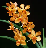 Papilionanda Salvatore DeVito 'Arancione' (Totem)