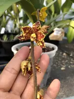 Dimorphorchis lowii