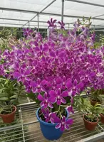 Dendrobium POF 114 Medium Size