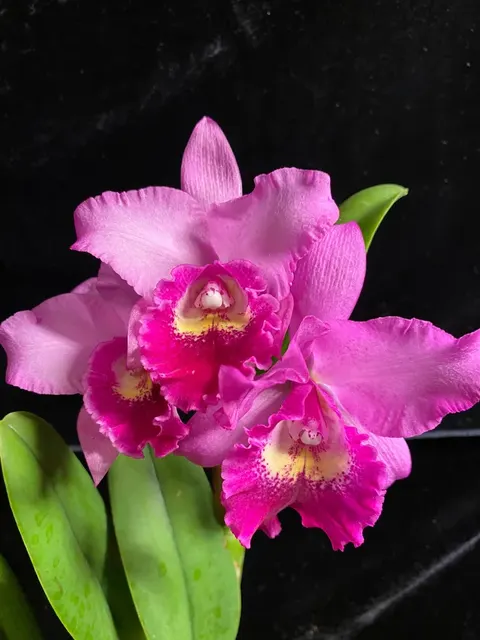Potinara Hsinying Pink Doll — Not Currently In Bloom Or Spike 'Hsinying' (Potinara)