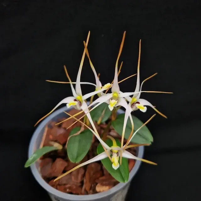 Diplocaulobium sp.1