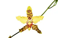 Cyrtocidium Tom Mirenda