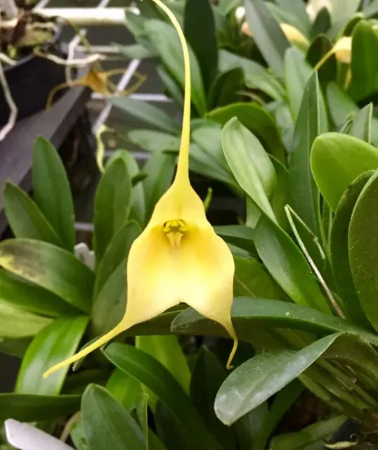 Masdevallia Haneczka 'Golden Girl'
