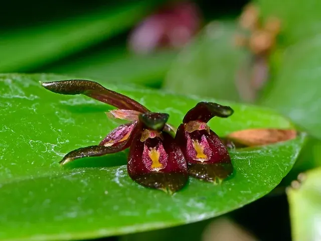Acianthera mirendana (Acianthera)