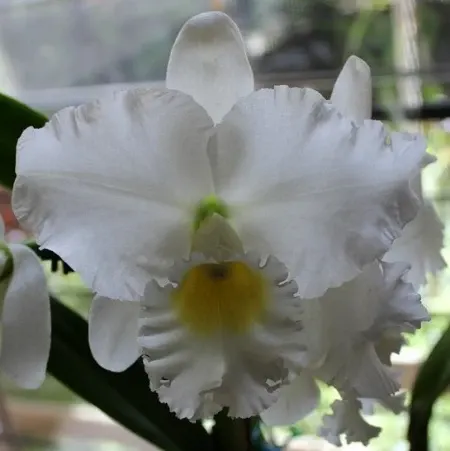 Rhyncholaeliocattleya Donna Kimura AM/AOS X C. Taida Swan 'Asa' (Rhyncholaeliocattleya)