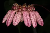 Bulbophyllum auratum