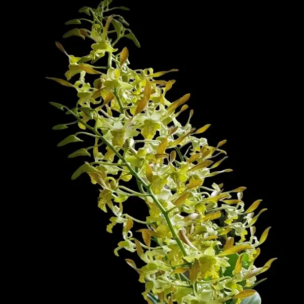 Dendrobium Chan Chao (Dendrobium)
