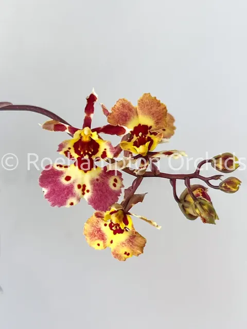Oncidium Tsiku Charlotte (Oncidium)