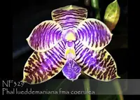 Phal lueddemaniana fma coerulea ', note : famed Rock Shia strain from Taiwan '