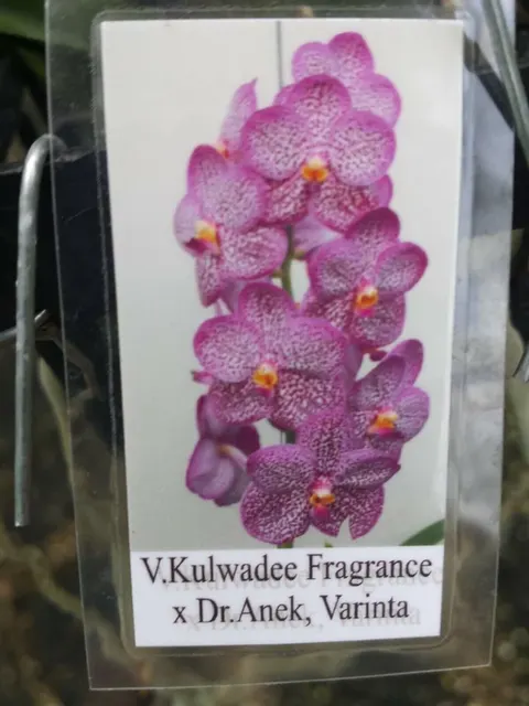 Vanda Kulwadee Fragrance x Dr Anek Varianta
