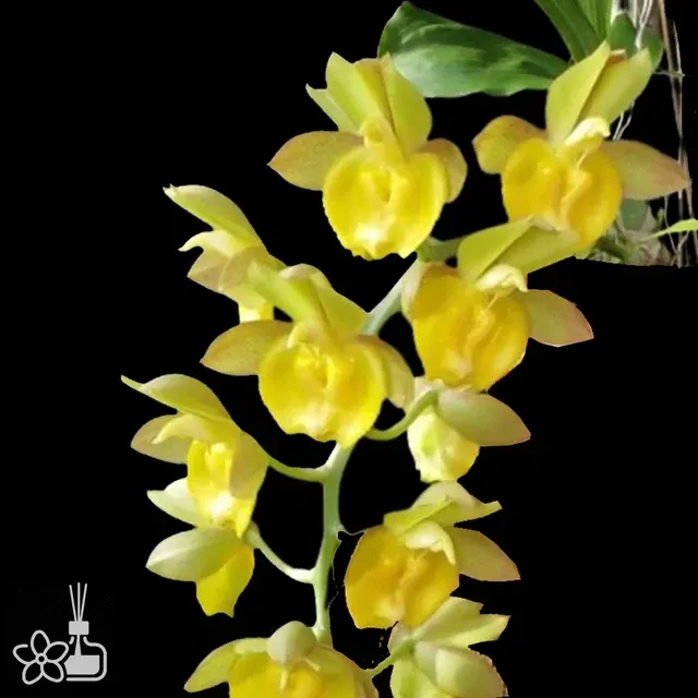 Catasetum Pileabrosum