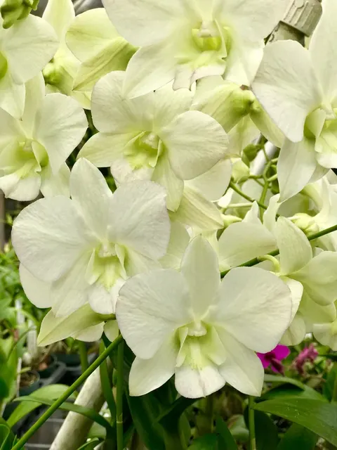 Dendrobium Edfran's Gem 'Cotton Candy'