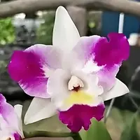 Rlc. Mari's Magic 'Chief Satisfaction' | Cork Mount | BS not in bloom