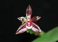 Phal. cornu-cervi 'Dark' x sib (PS-CD) (Polychilos - Polychilos - cornu-cervi )