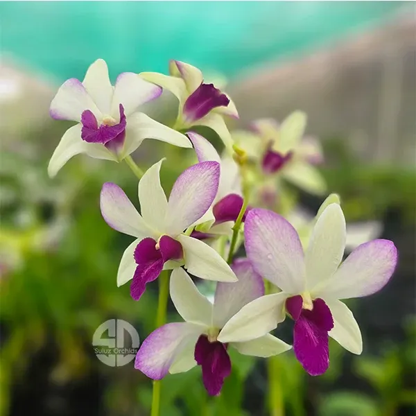 Dendrobium Charming White x Taung Pink