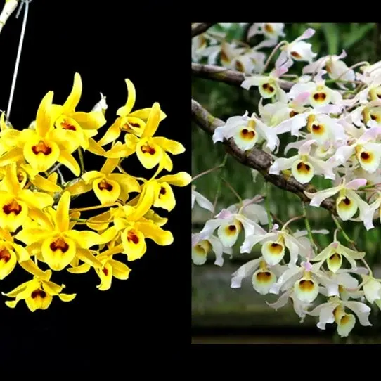 Dendrobium signatum × friedericksianum (Dendrobium)