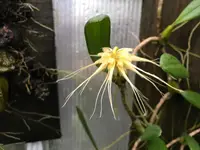 Bulbophyllum vaginatum ‘Elite’s 1st’