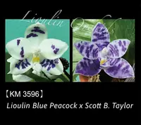 Phalaenopsis LL Blue Lion (Phal. Lioulin Blue Peacock x Scott B. Taylor)