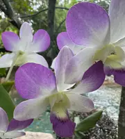 Dendrobium Aridang Blue
