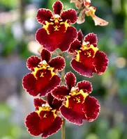 Tolumnia Red Velvet