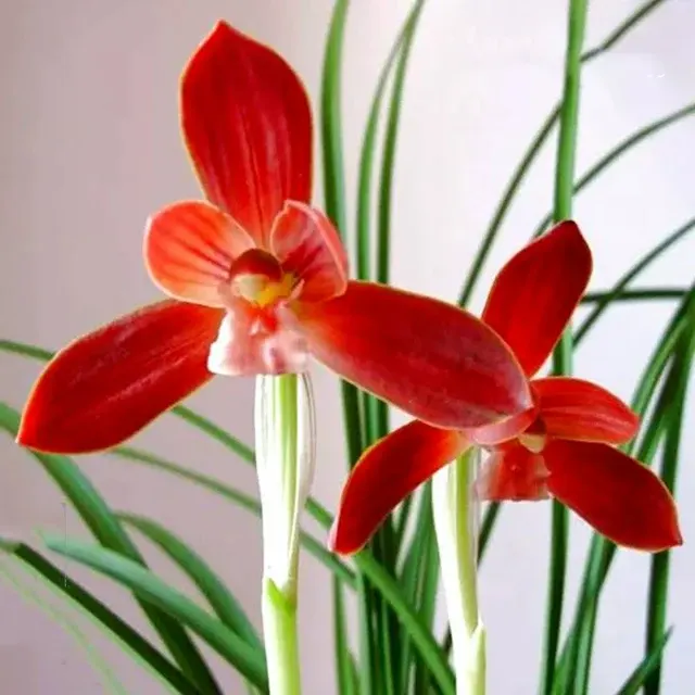 Cymbidium serratum 'Hong-He-Hong' (Cymbidium)