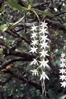 Aerangis articulata