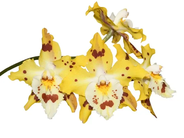 Oncidium Holiday Yellow (Oncidium)