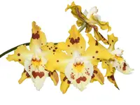 Oncidium Holiday Yellow